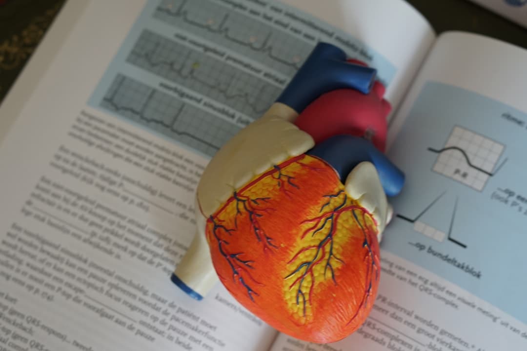 human heart illustration. Cover image for: AI Medical Scribe for Cardiology Practices.